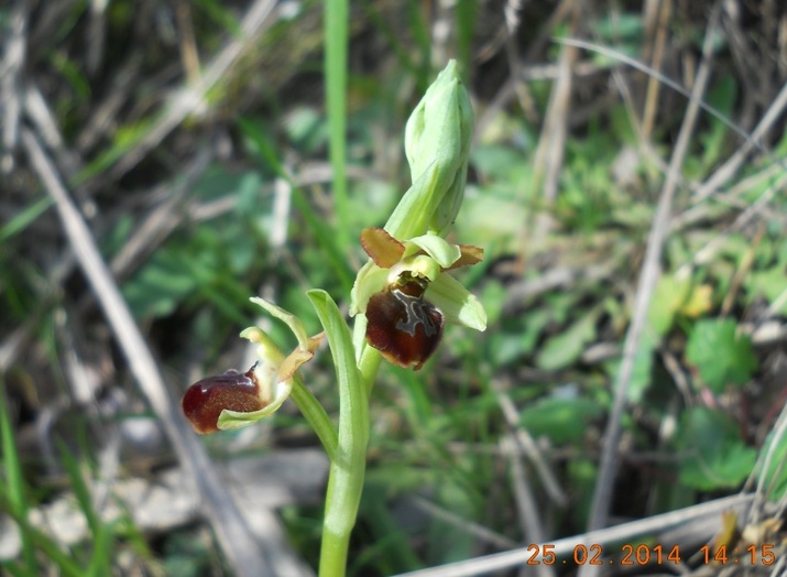 Ophrys in riviera di levante